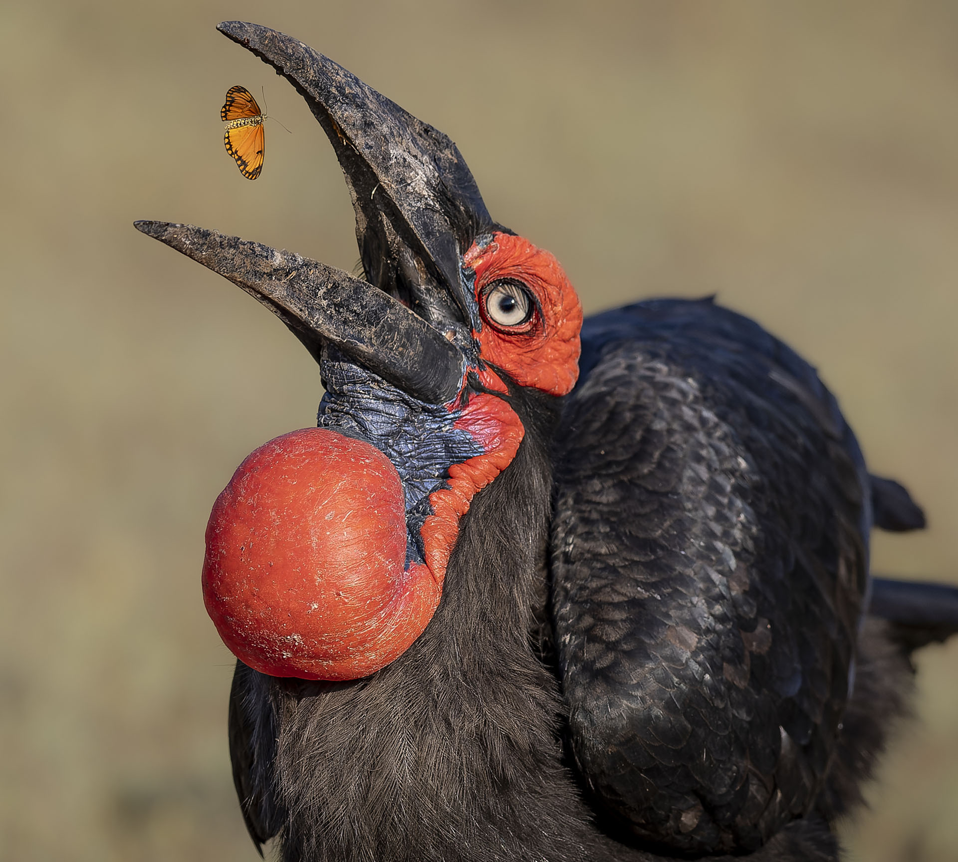 Southern ground hornbill