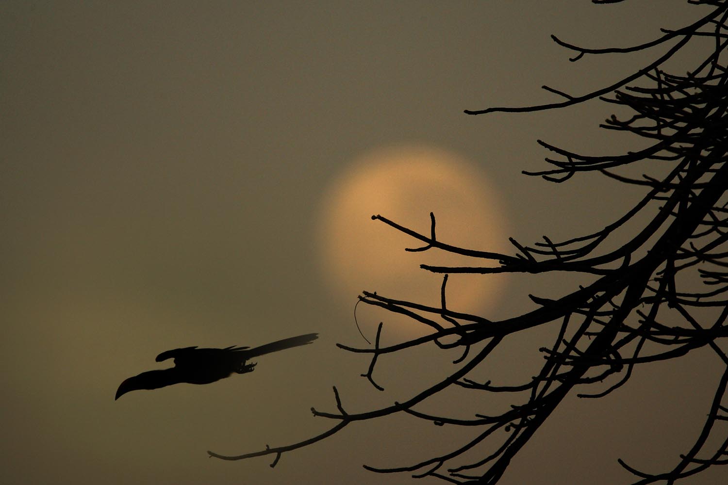 CERU-Celebrating Bird Diversity002