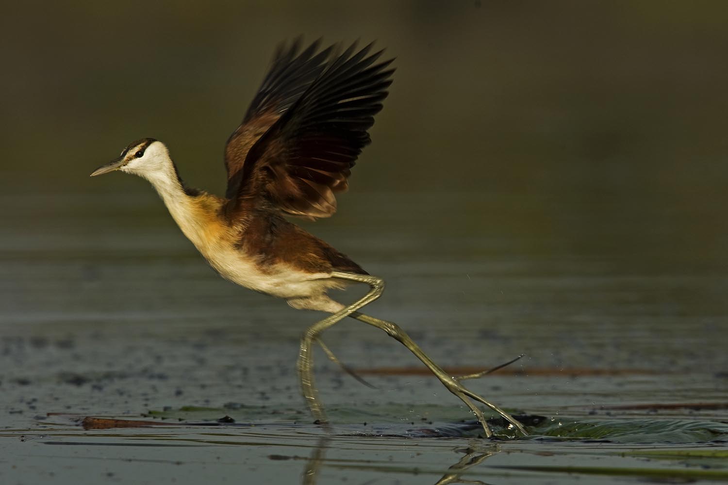 CERU-Celebrating Bird Diversity003