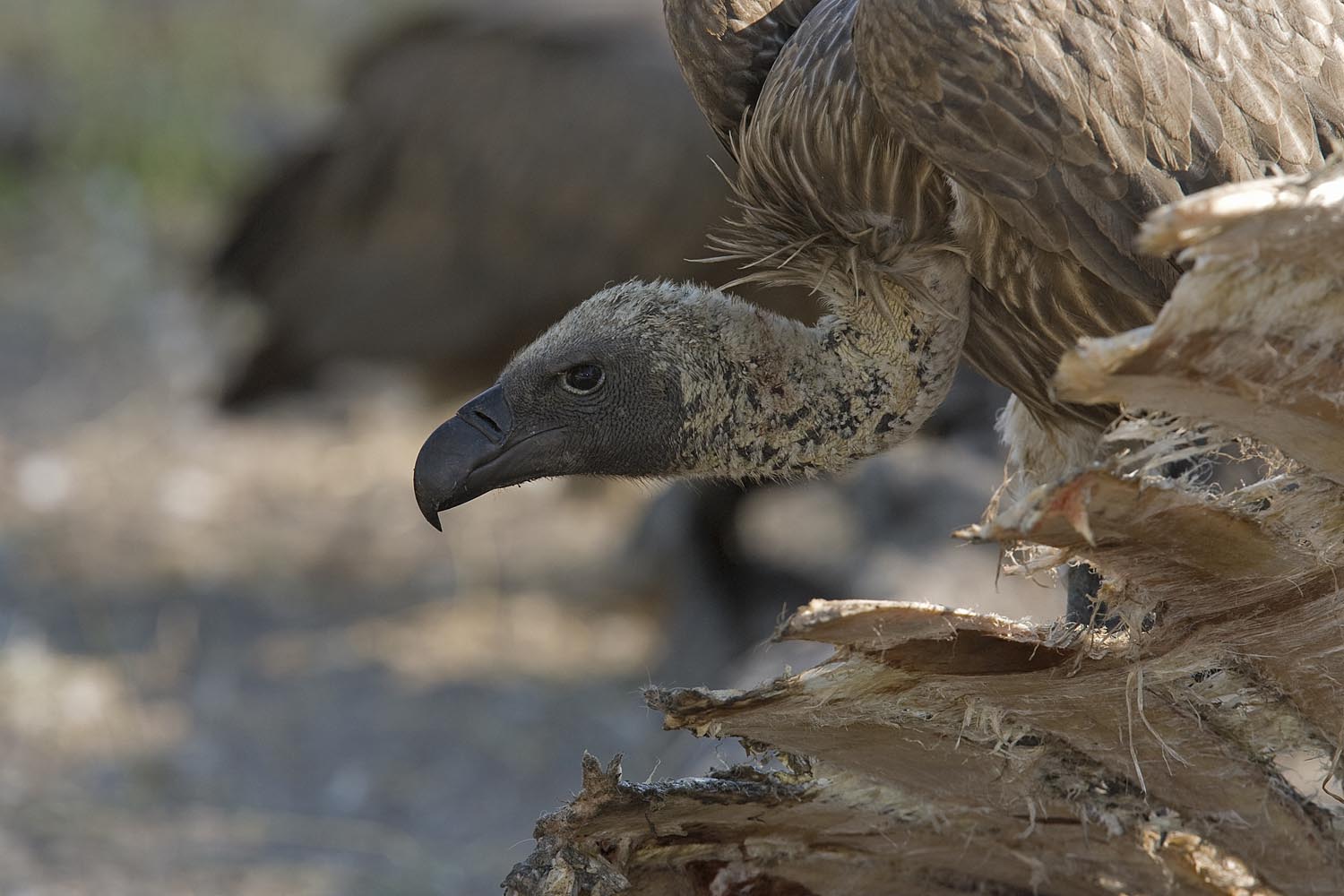 CERU-Celebrating Bird Diversity004