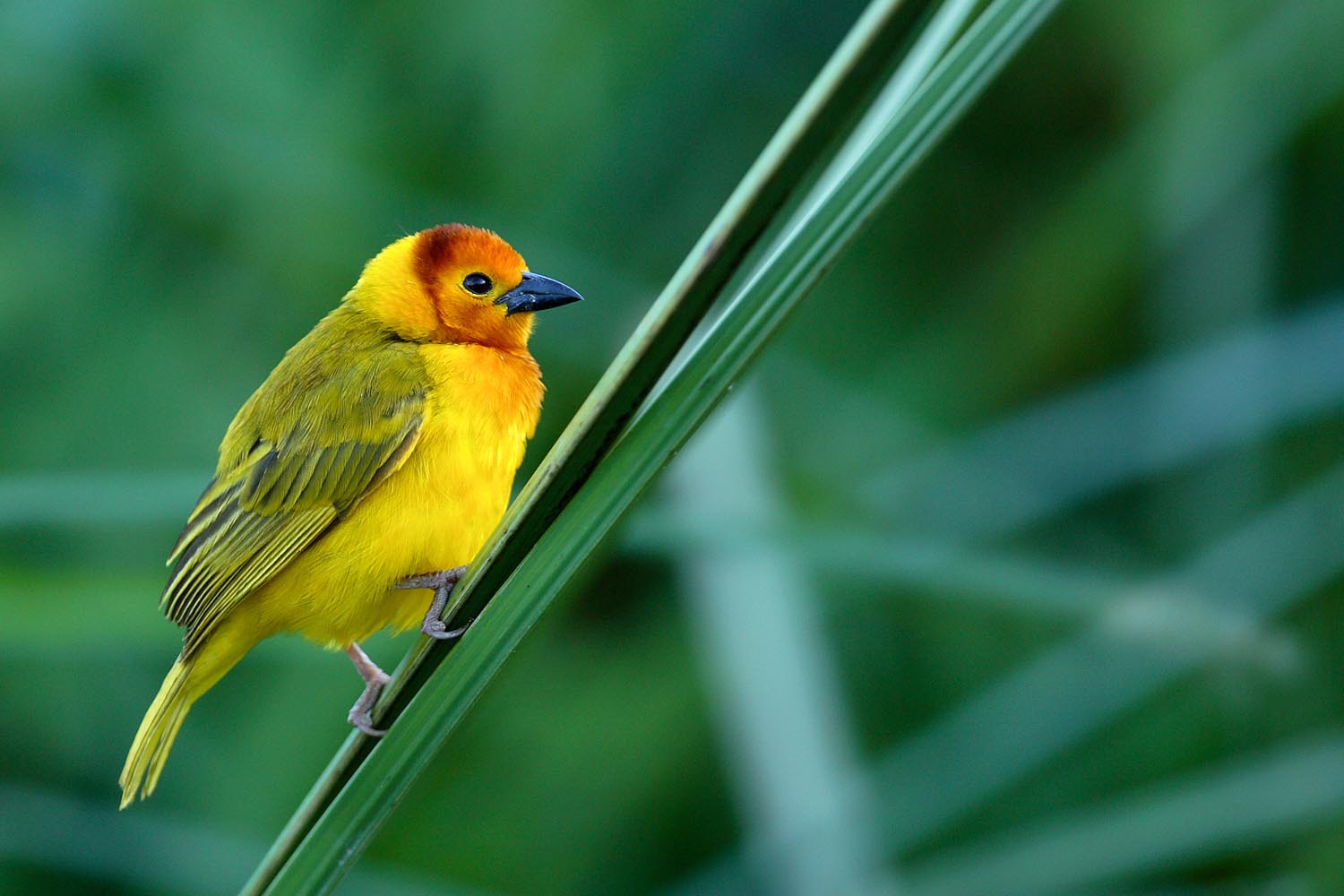 CERU-Celebrating Bird Diversity005