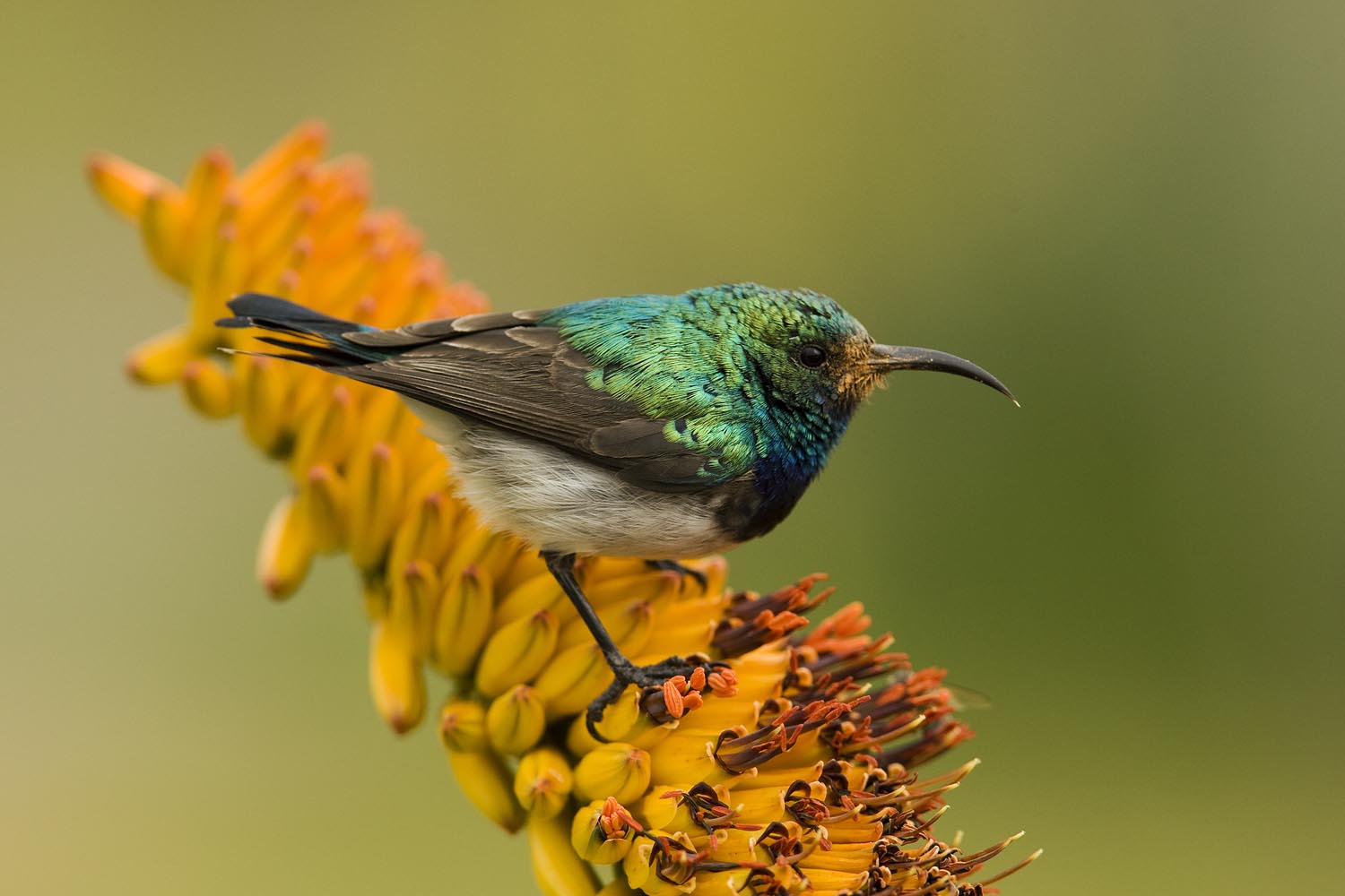 CERU-Celebrating Bird Diversity006