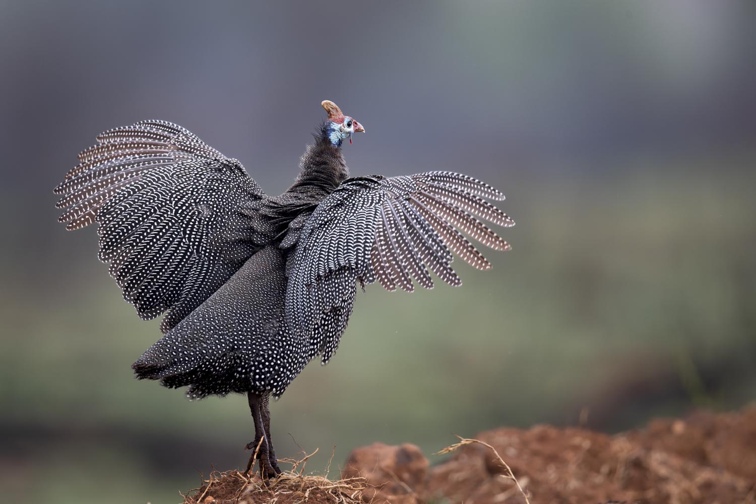 CERU-Celebrating Bird Diversity007