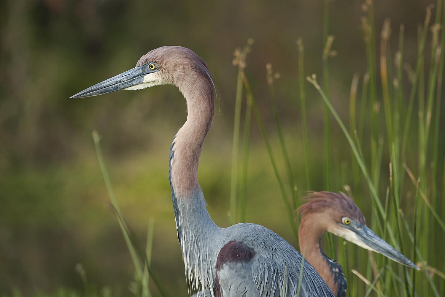 CERU-Celebrating Bird Diversity008