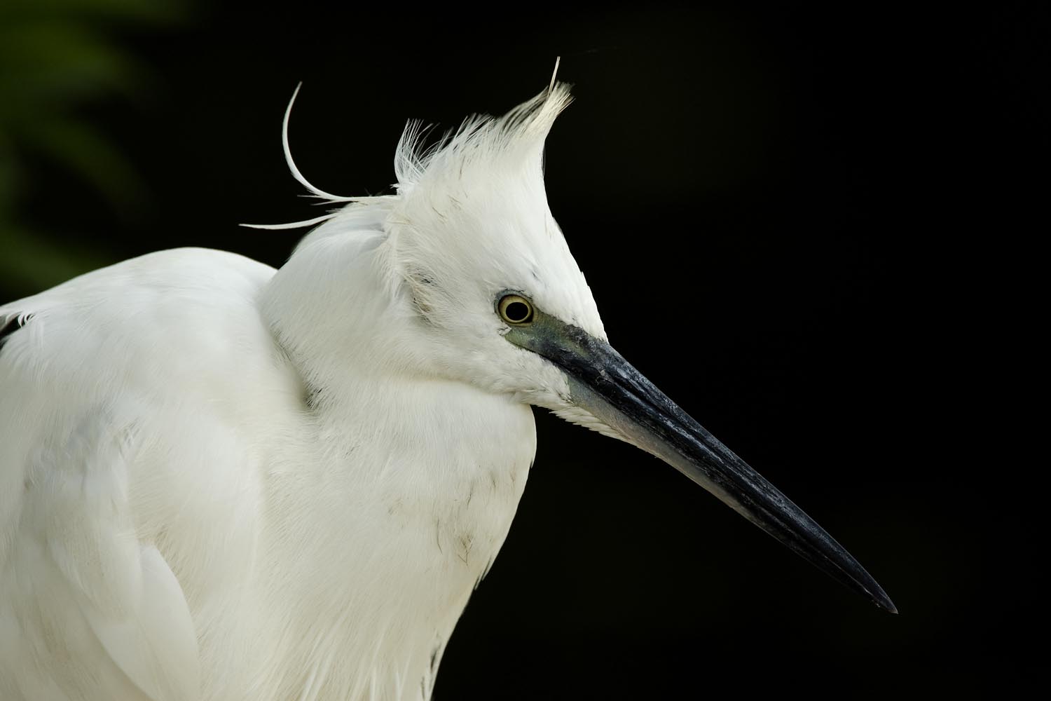 CERU-Celebrating Bird Diversity009