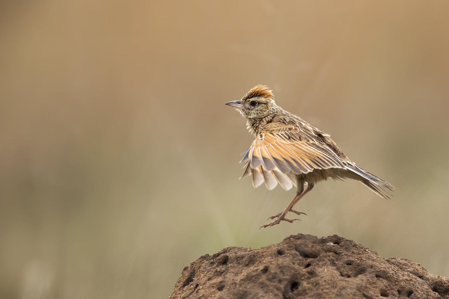 CERU-Celebrating Bird Diversity010