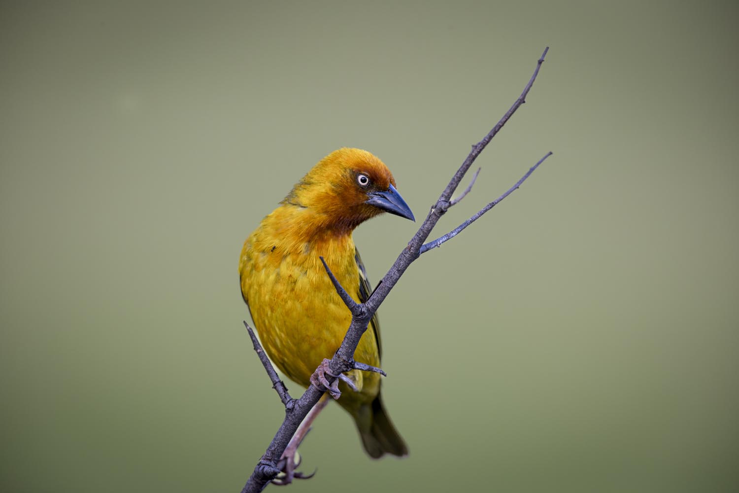 CERU-Celebrating Bird Diversity011