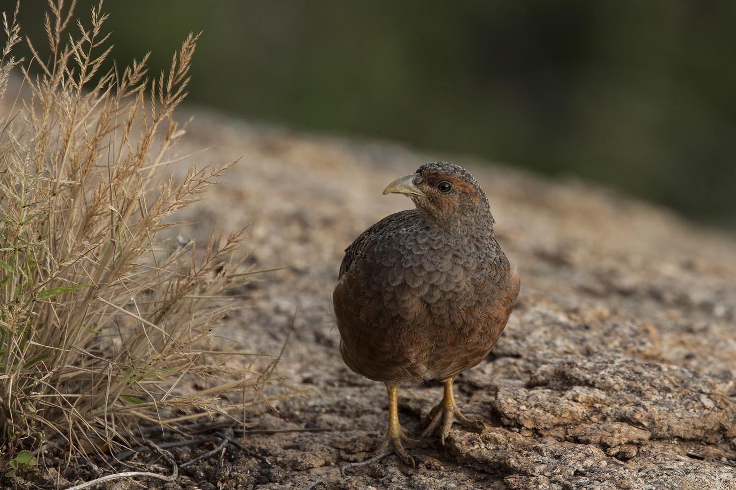 CERU-Celebrating Bird Diversity012