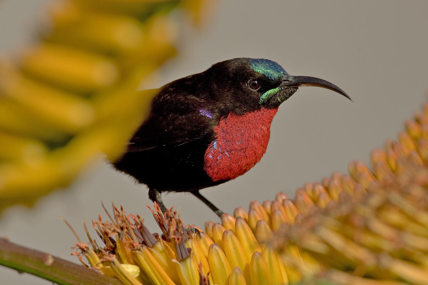 CERU-Celebrating Bird Diversity013