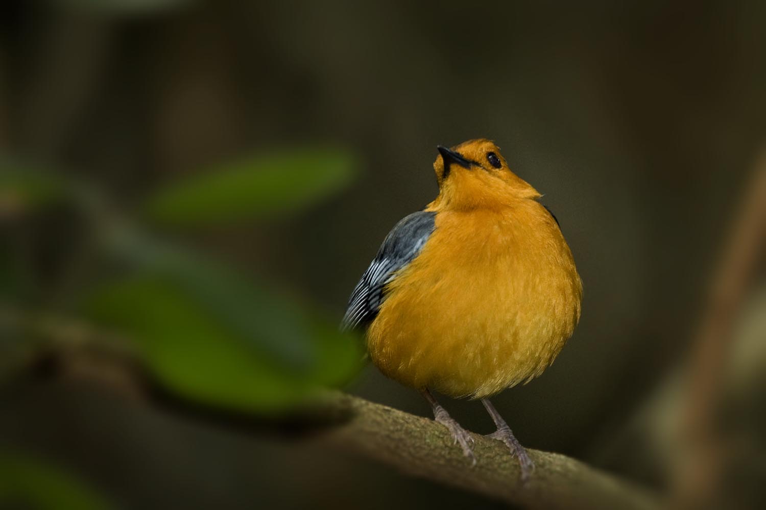 CERU-Celebrating Bird Diversity014