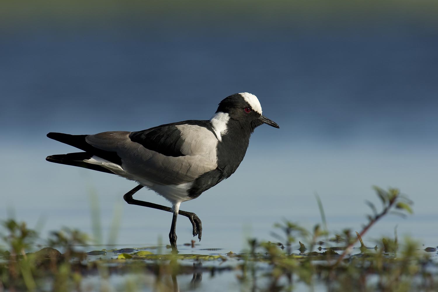 CERU-Celebrating Bird Diversity015