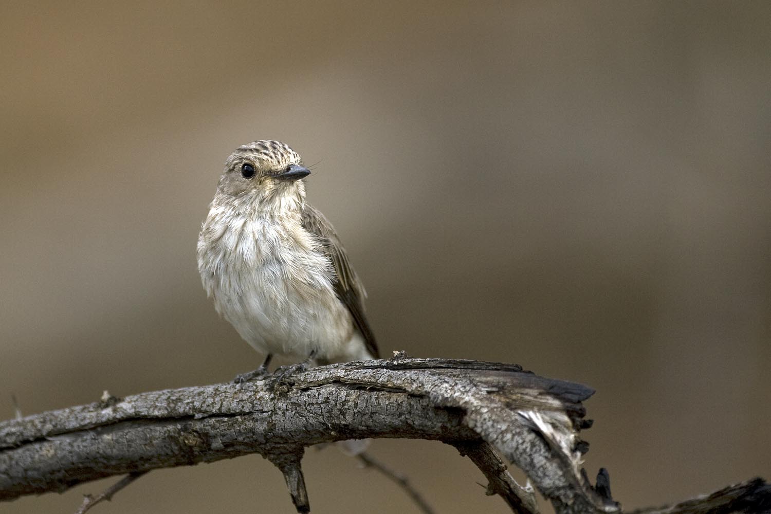 CERU-Celebrating Bird Diversity016
