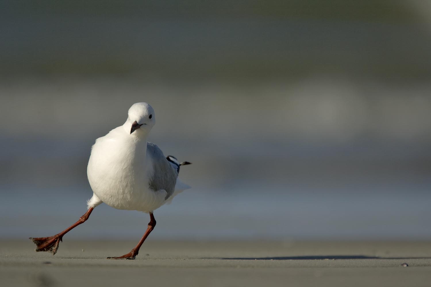 CERU-Celebrating Bird Diversity017