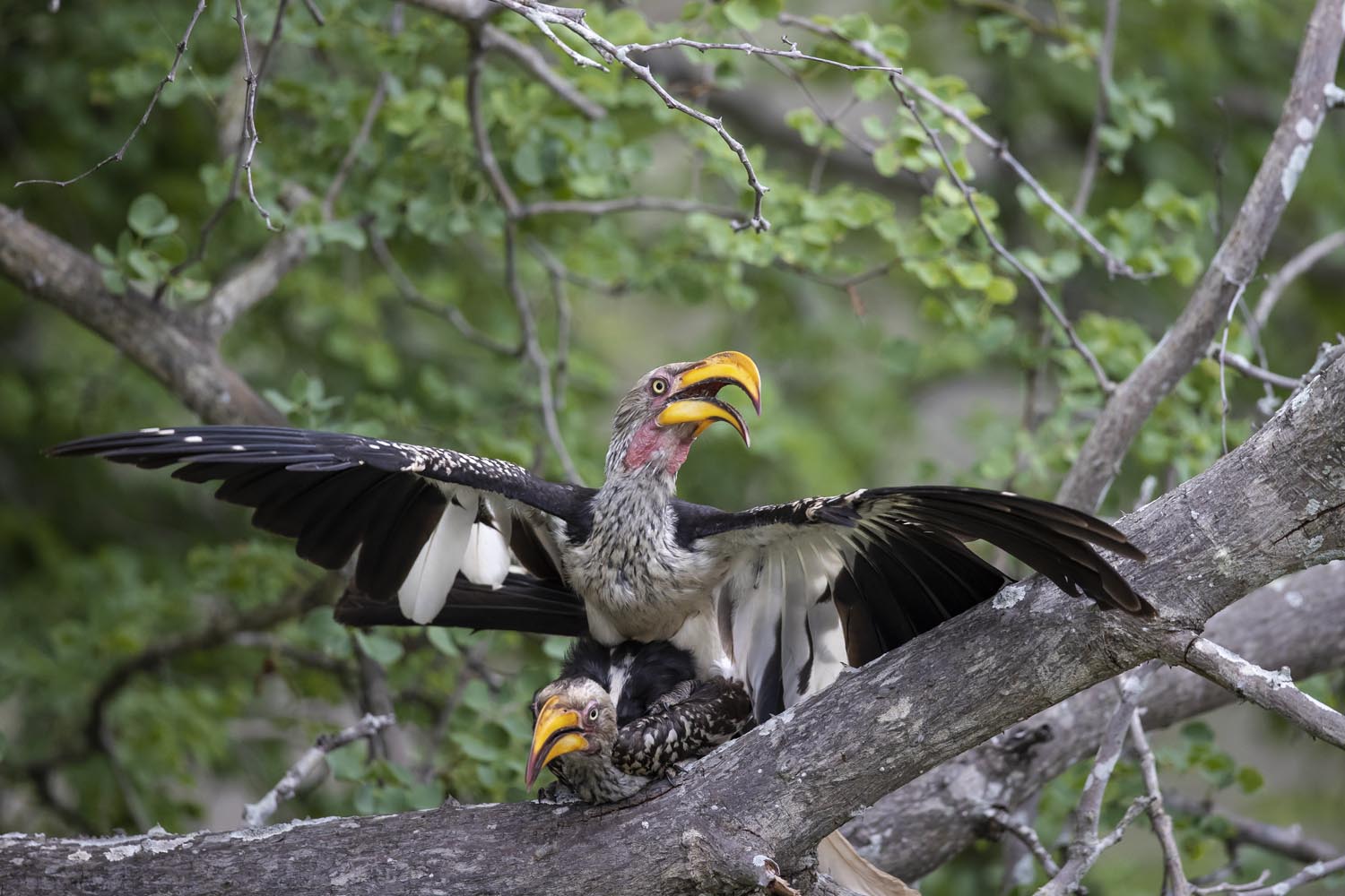 CERU-Celebrating Bird Diversity018
