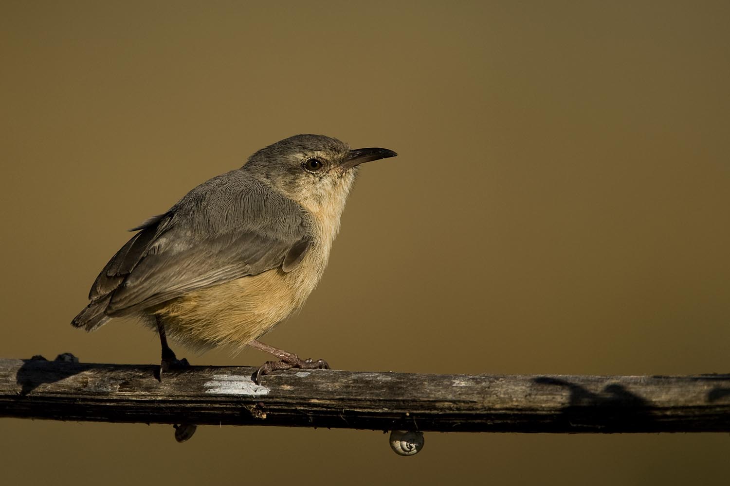 CERU-Celebrating Bird Diversity019