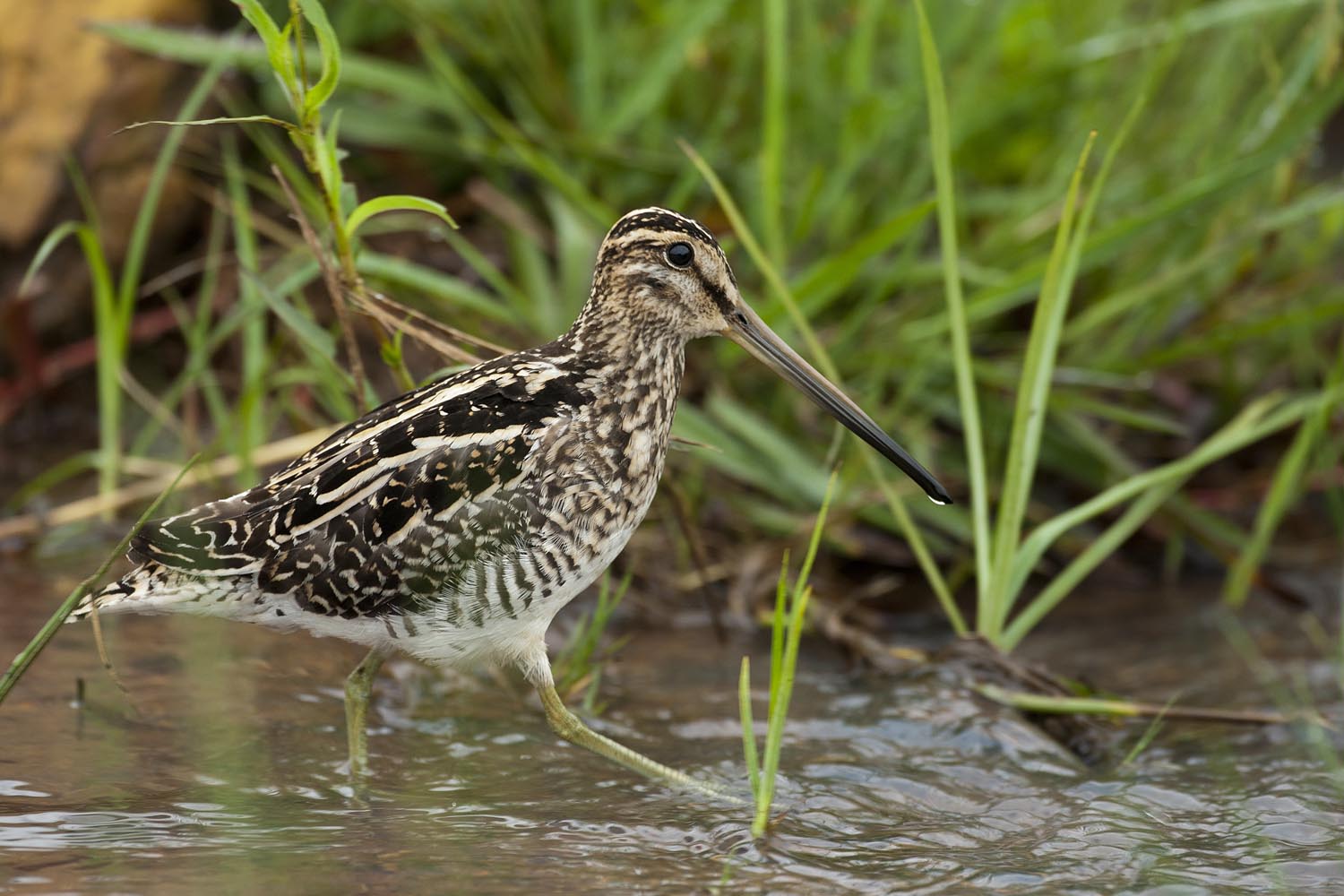 CERU-Celebrating Bird Diversity020