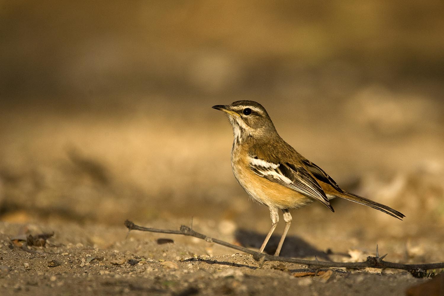 CERU-Celebrating Bird Diversity021