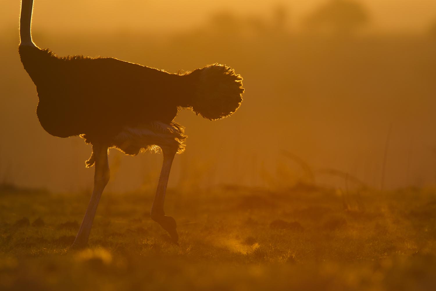 CERU-Celebrating Bird Diversity022