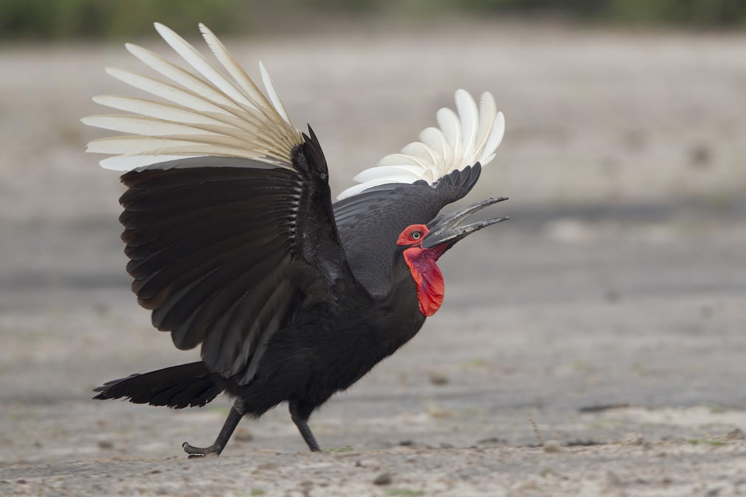 CERU-Celebrating Bird Diversity023