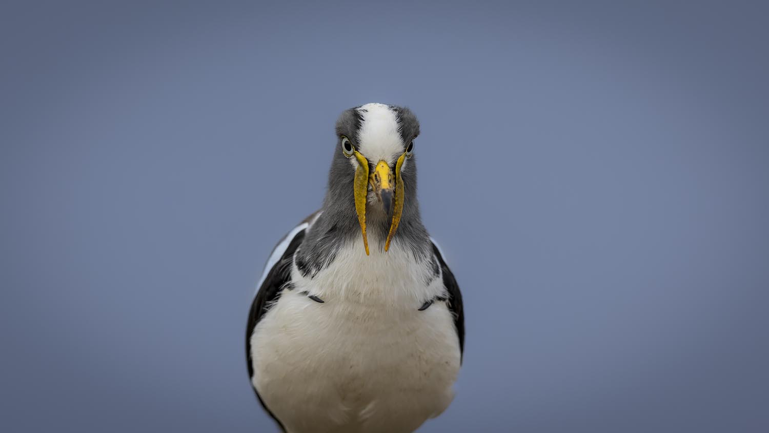 CERU-Celebrating Bird Diversity024