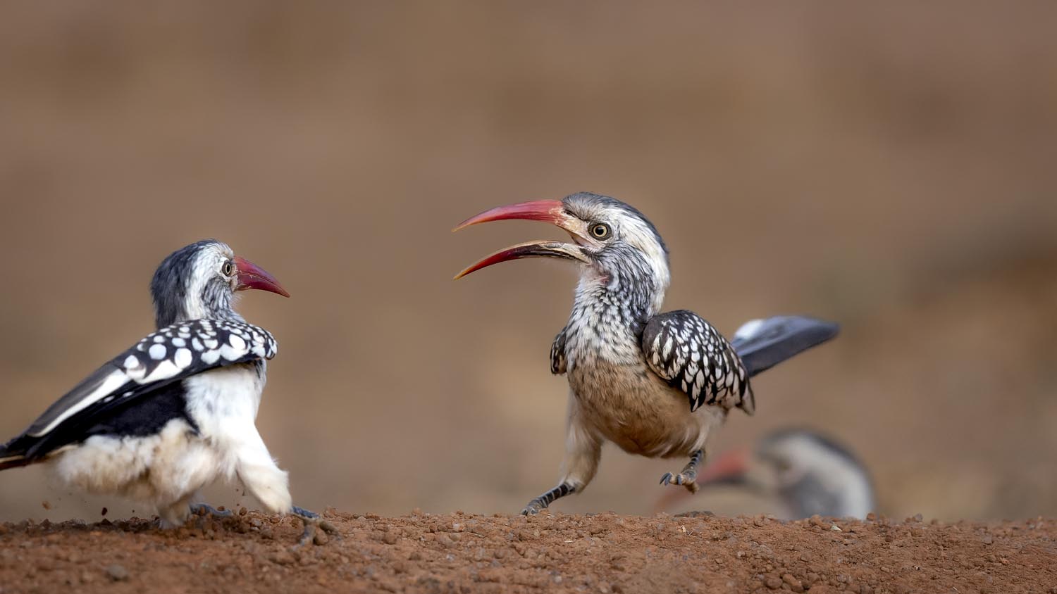 CERU-Celebrating Bird Diversity025