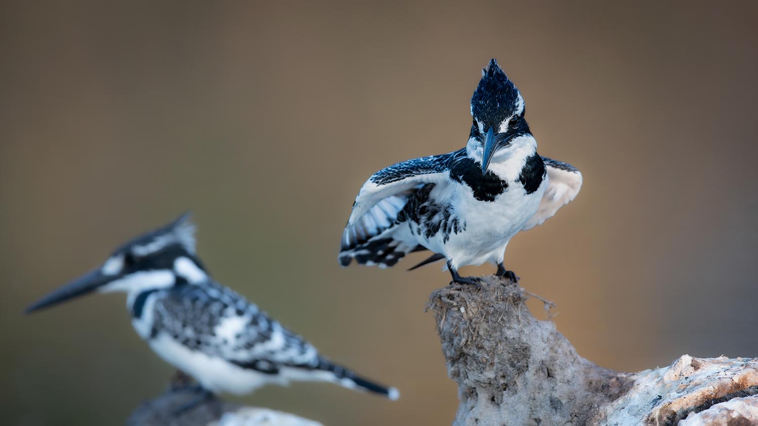 CERU-Celebrating Bird Diversity026