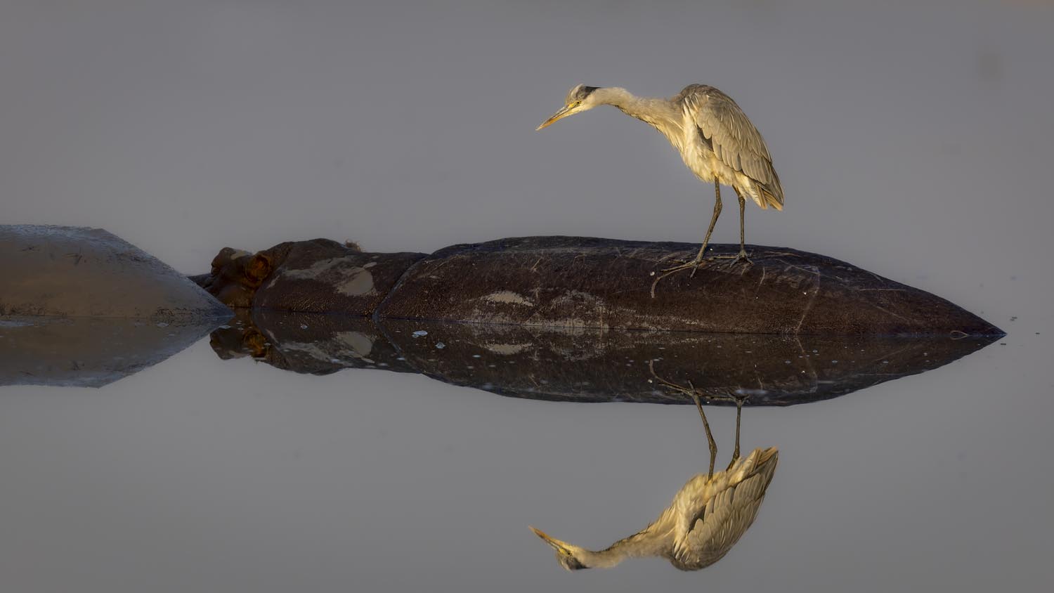 CERU-Celebrating Bird Diversity027