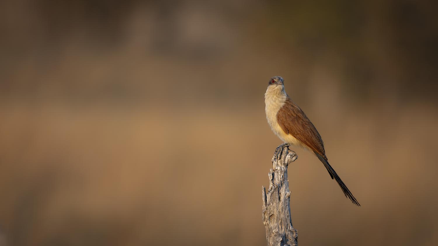 CERU-Celebrating Bird Diversity028