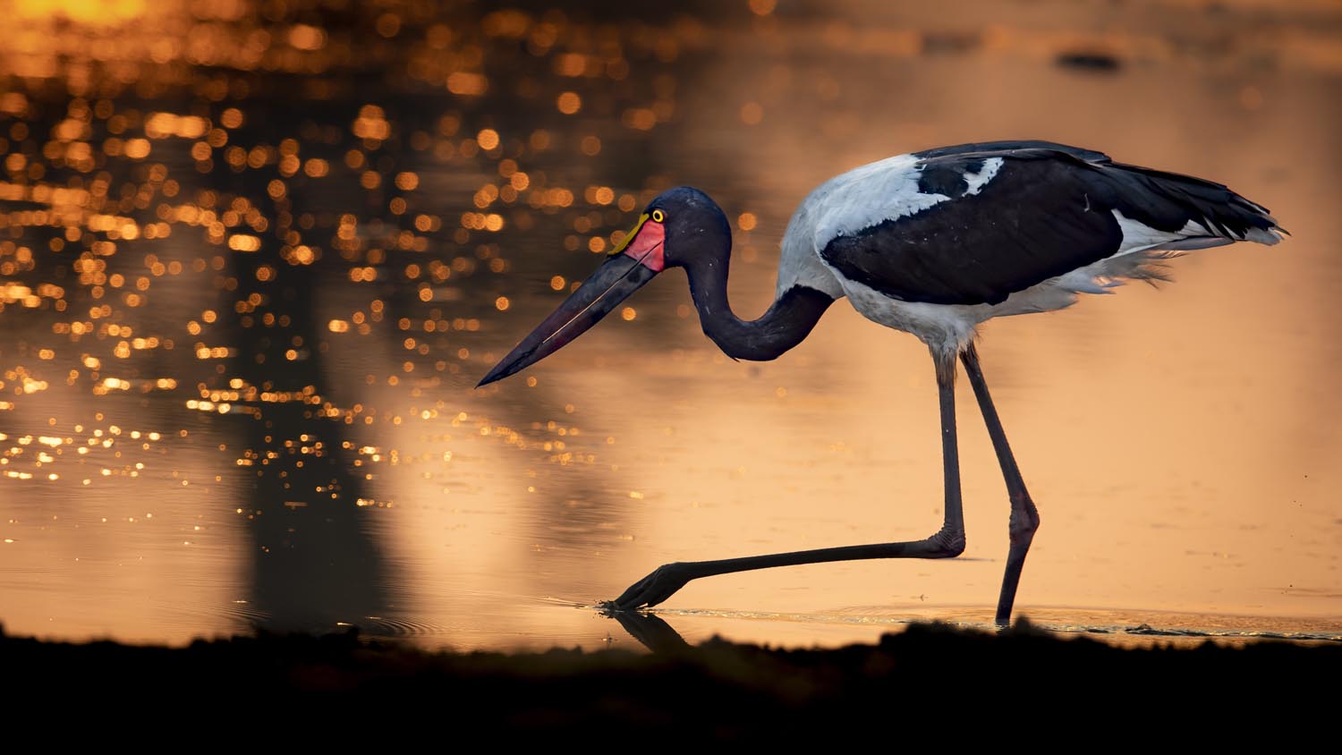 CERU-Celebrating Bird Diversity029