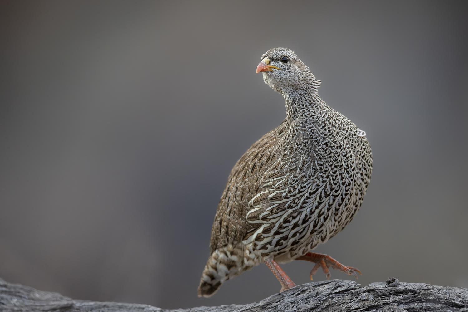 CERU-Celebrating Bird Diversity030
