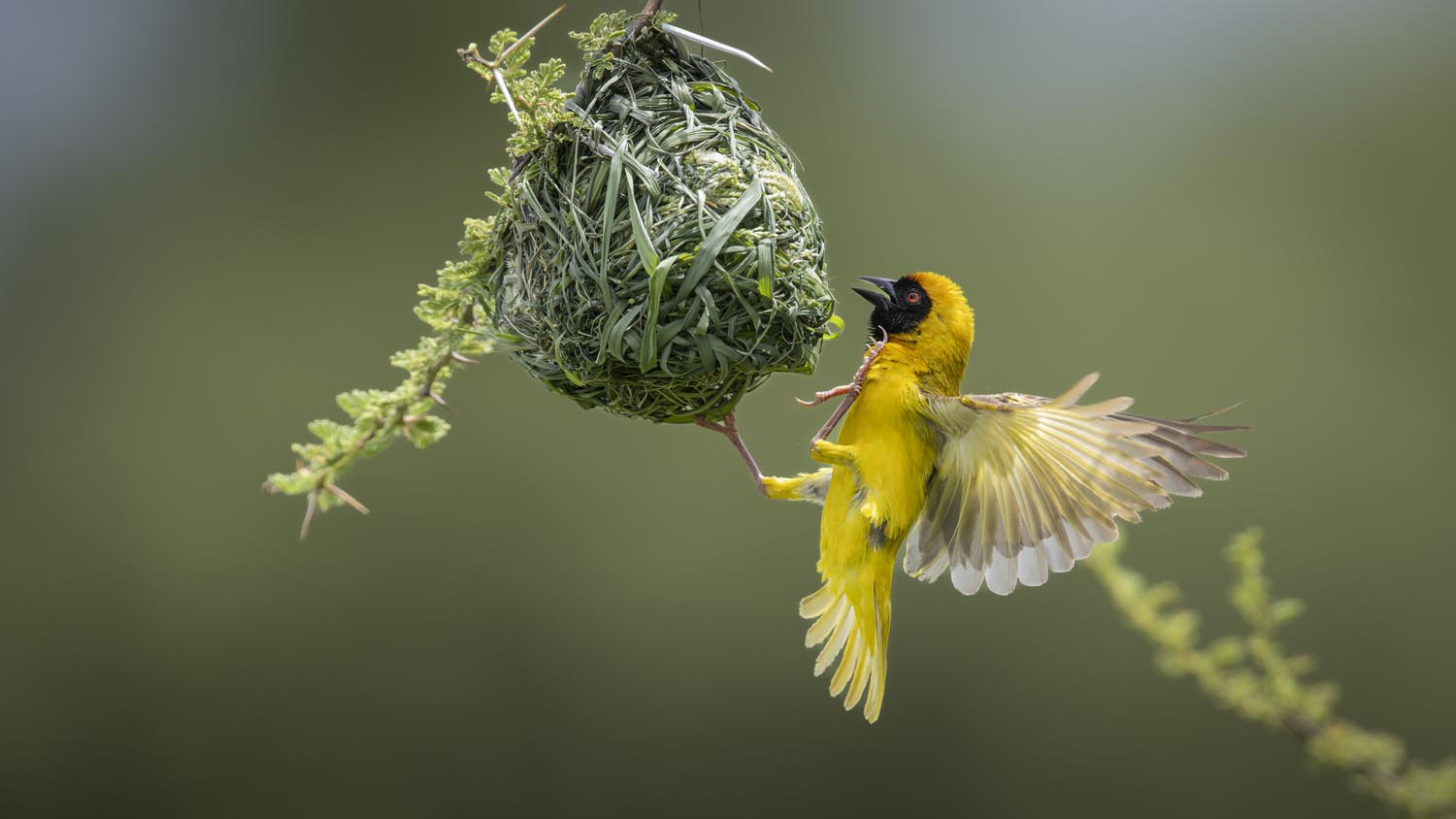 CERU-Celebrating Bird Diversity031