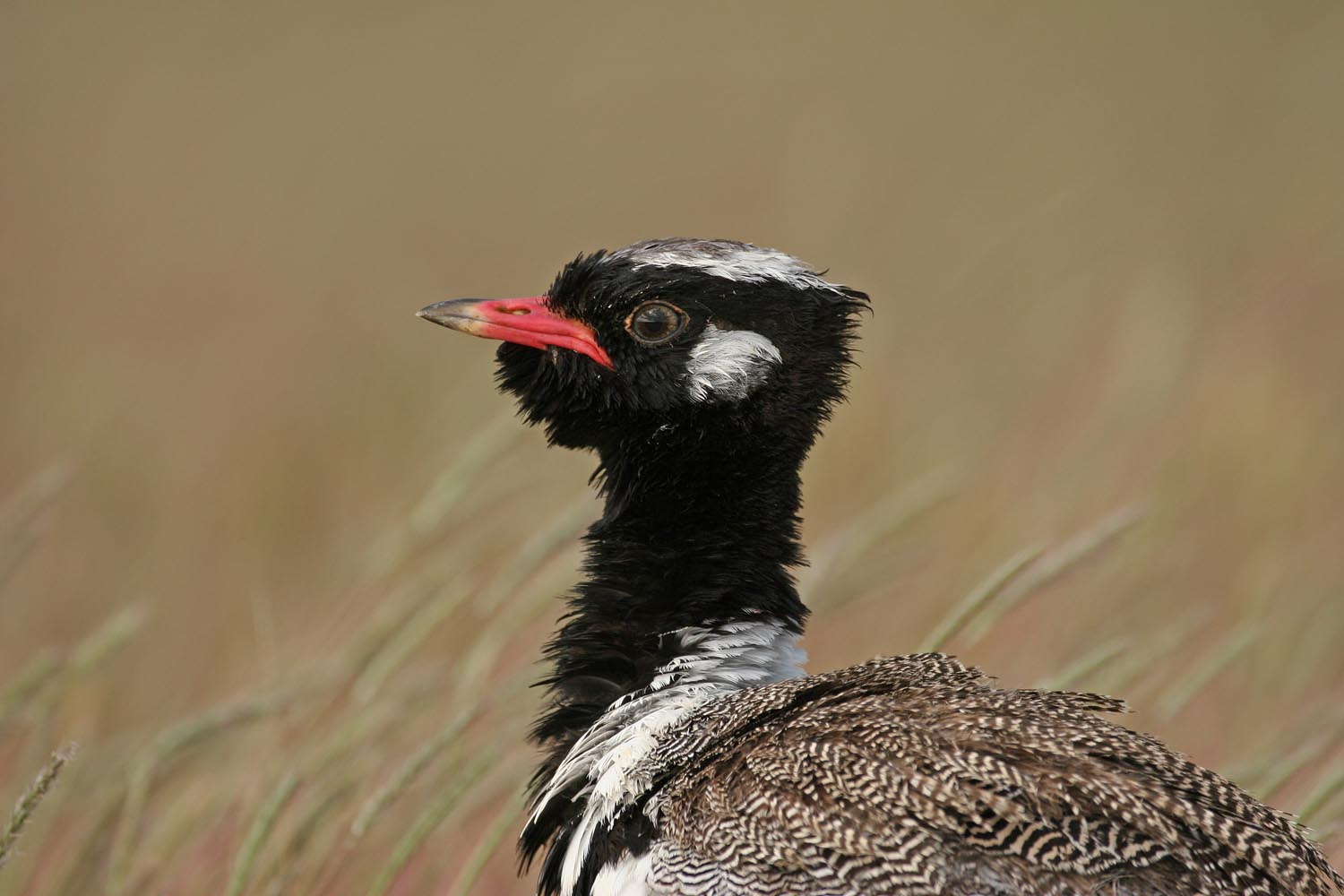 CERU-Celebrating Bird Diversity032