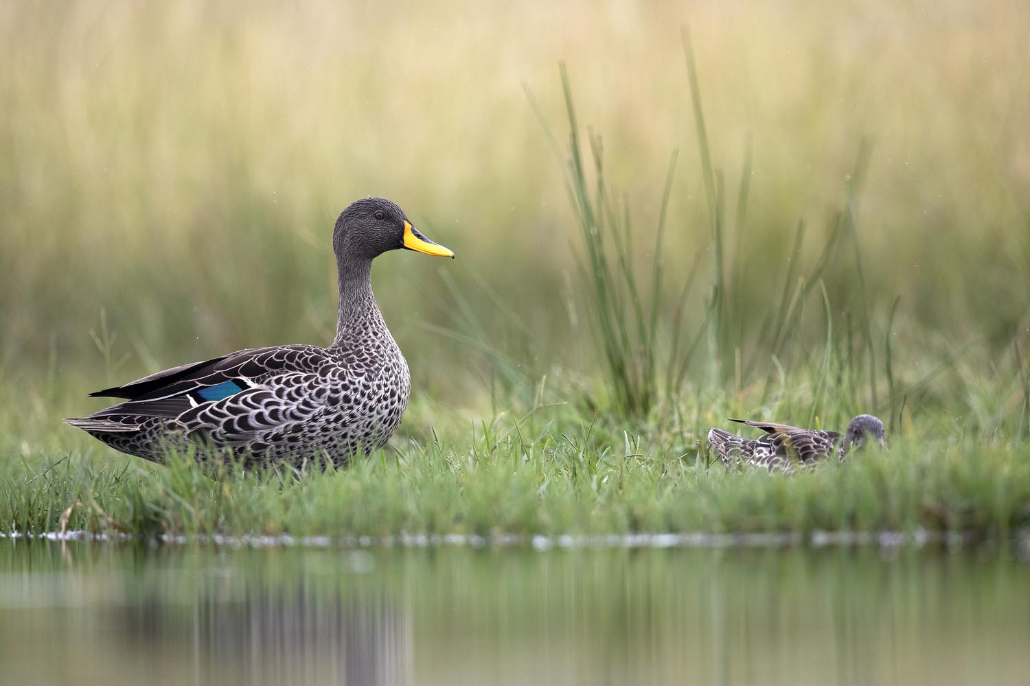 CERU-Celebrating Bird Diversity033