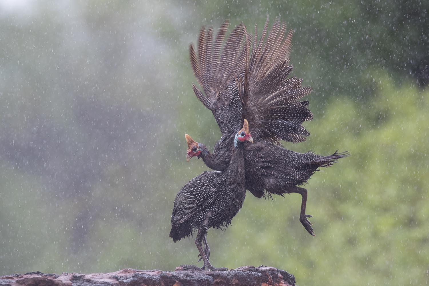 CERU-Celebrating Bird Diversity034