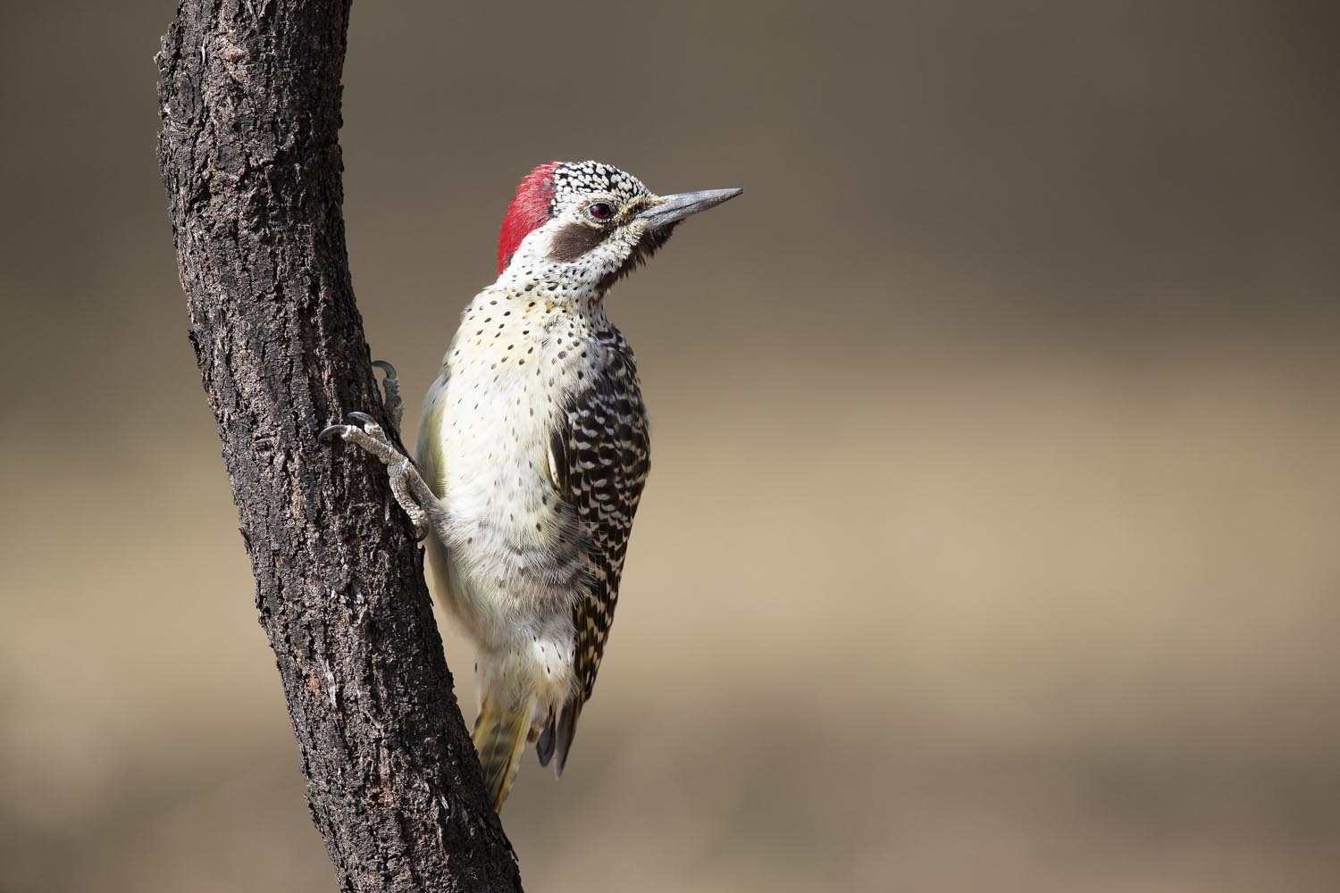 CERU-Celebrating Bird Diversity035