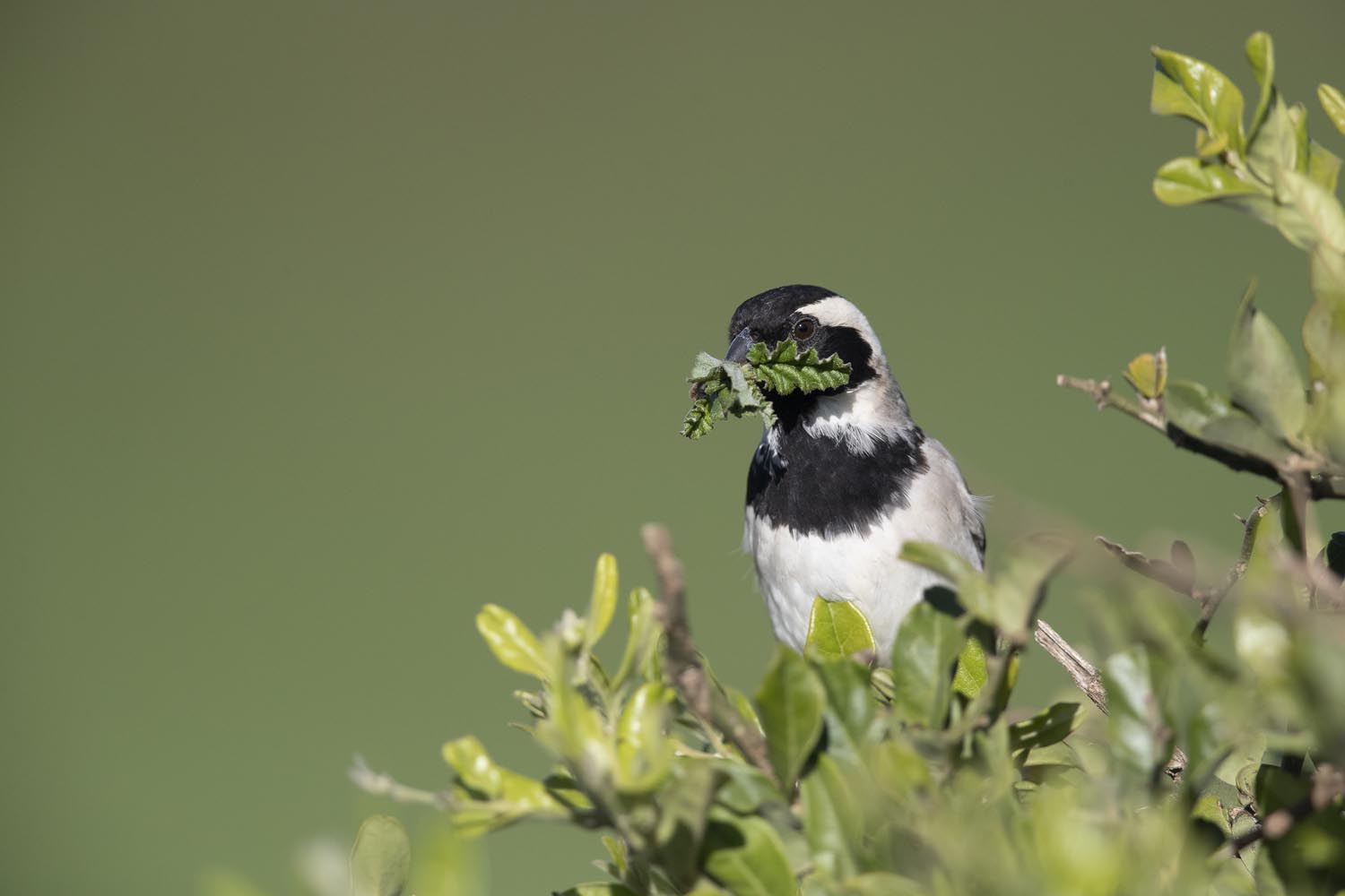 CERU-Celebrating Bird Diversity036