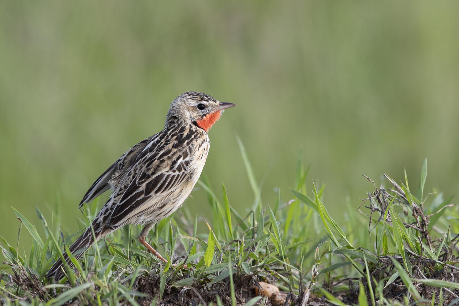 CERU-Celebrating Bird Diversity037