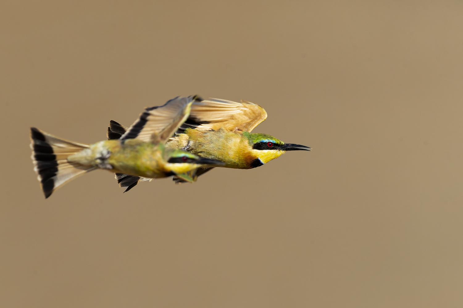 CERU-Celebrating Bird Diversity038