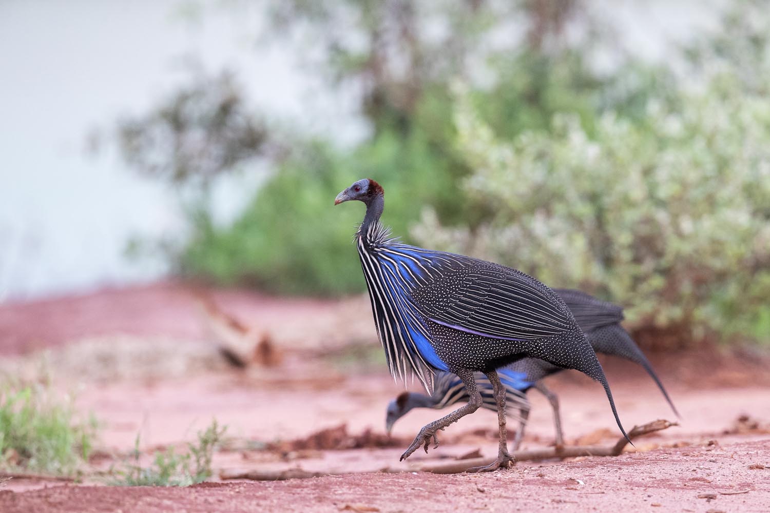 CERU-Celebrating Bird Diversity040