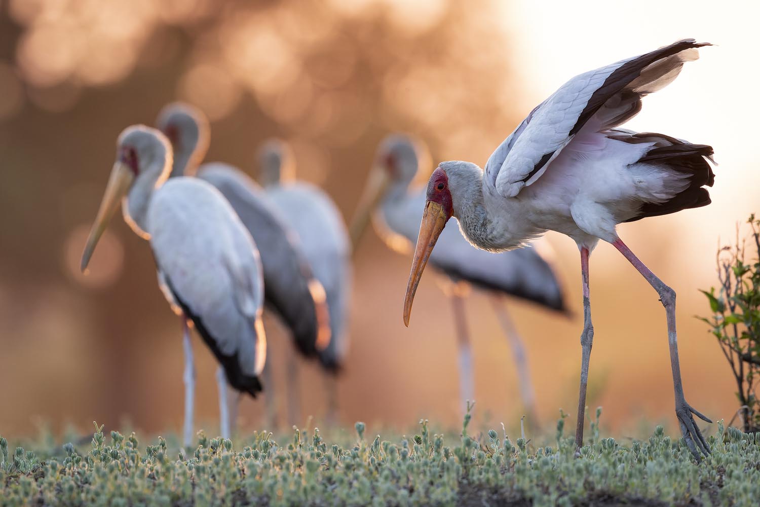 CERU-Celebrating Bird Diversity041