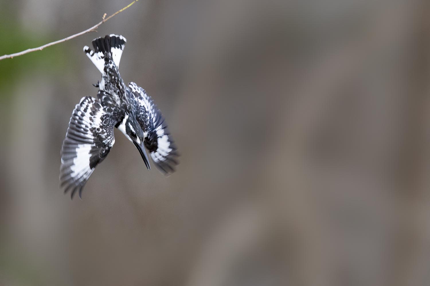 CERU-Celebrating Bird Diversity042