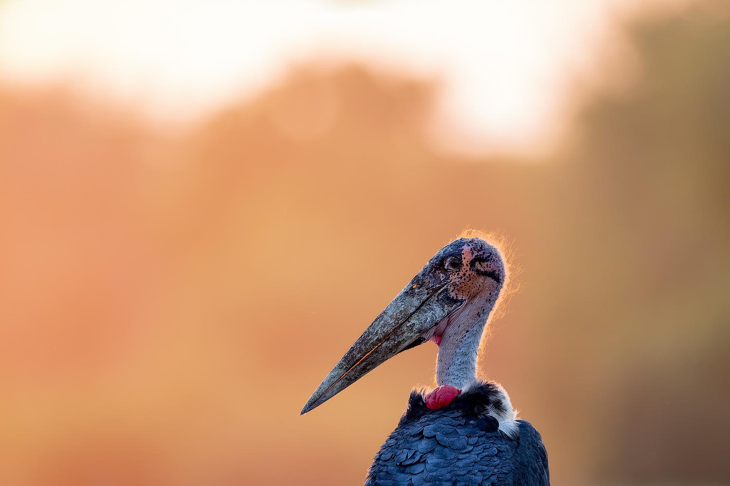 CERU-Celebrating Bird Diversity043