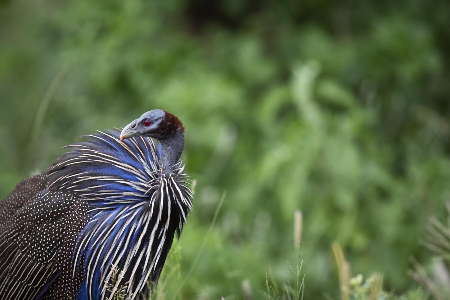 CERU-Celebrating Bird Diversity044