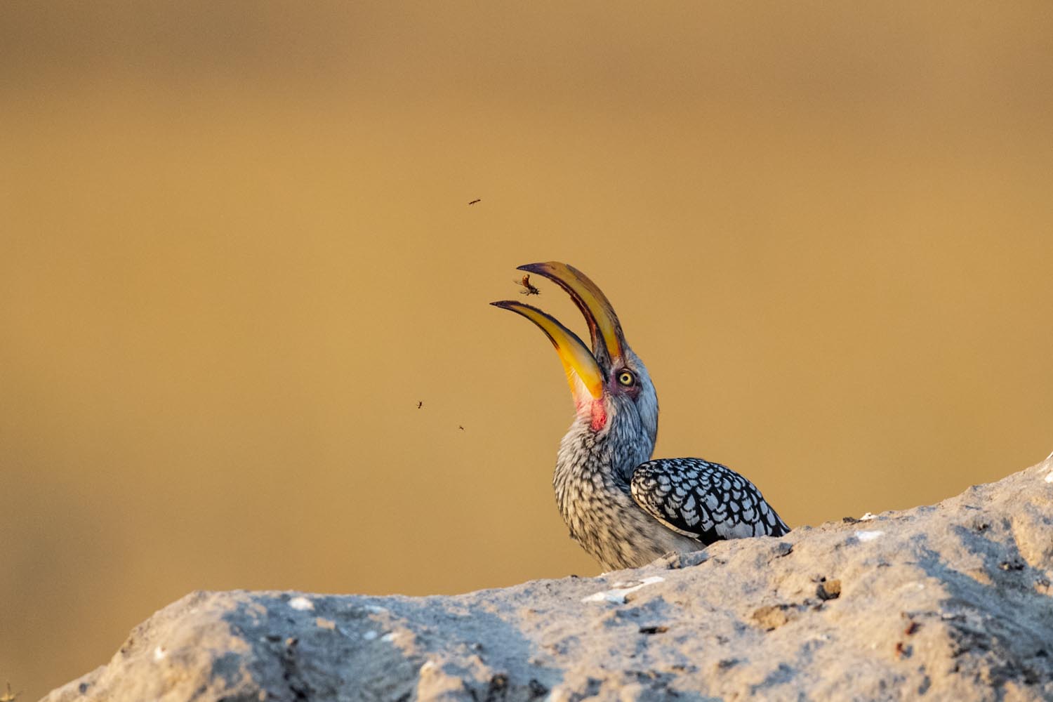 CERU-Celebrating Bird Diversity045