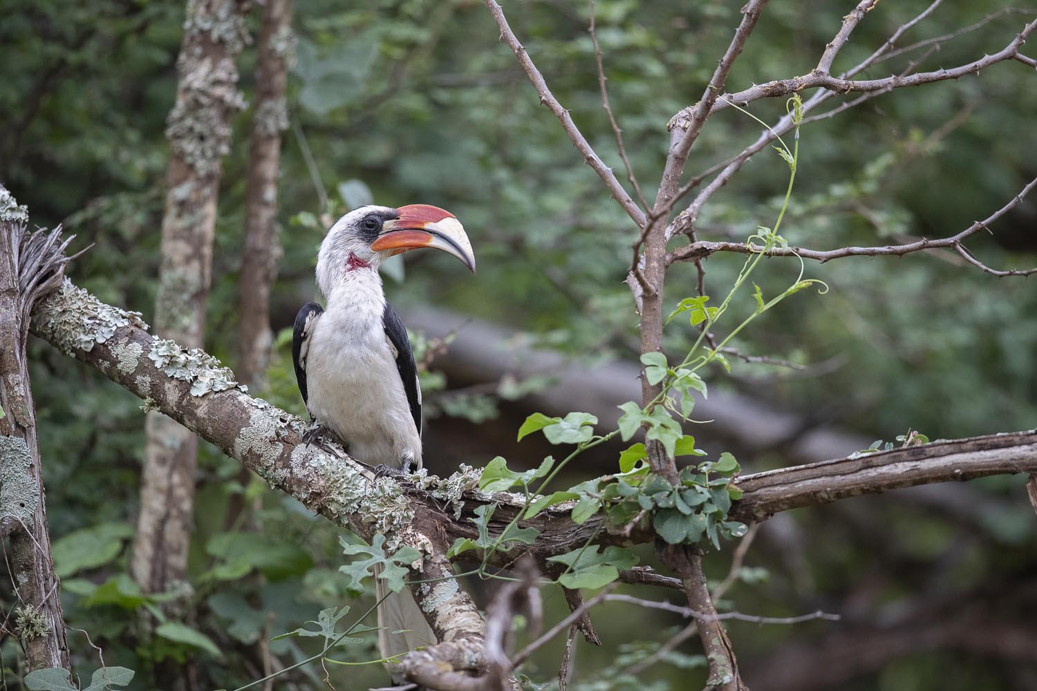 CERU-Celebrating Bird Diversity046