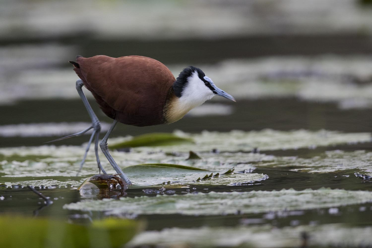 CERU-Celebrating Bird Diversity047