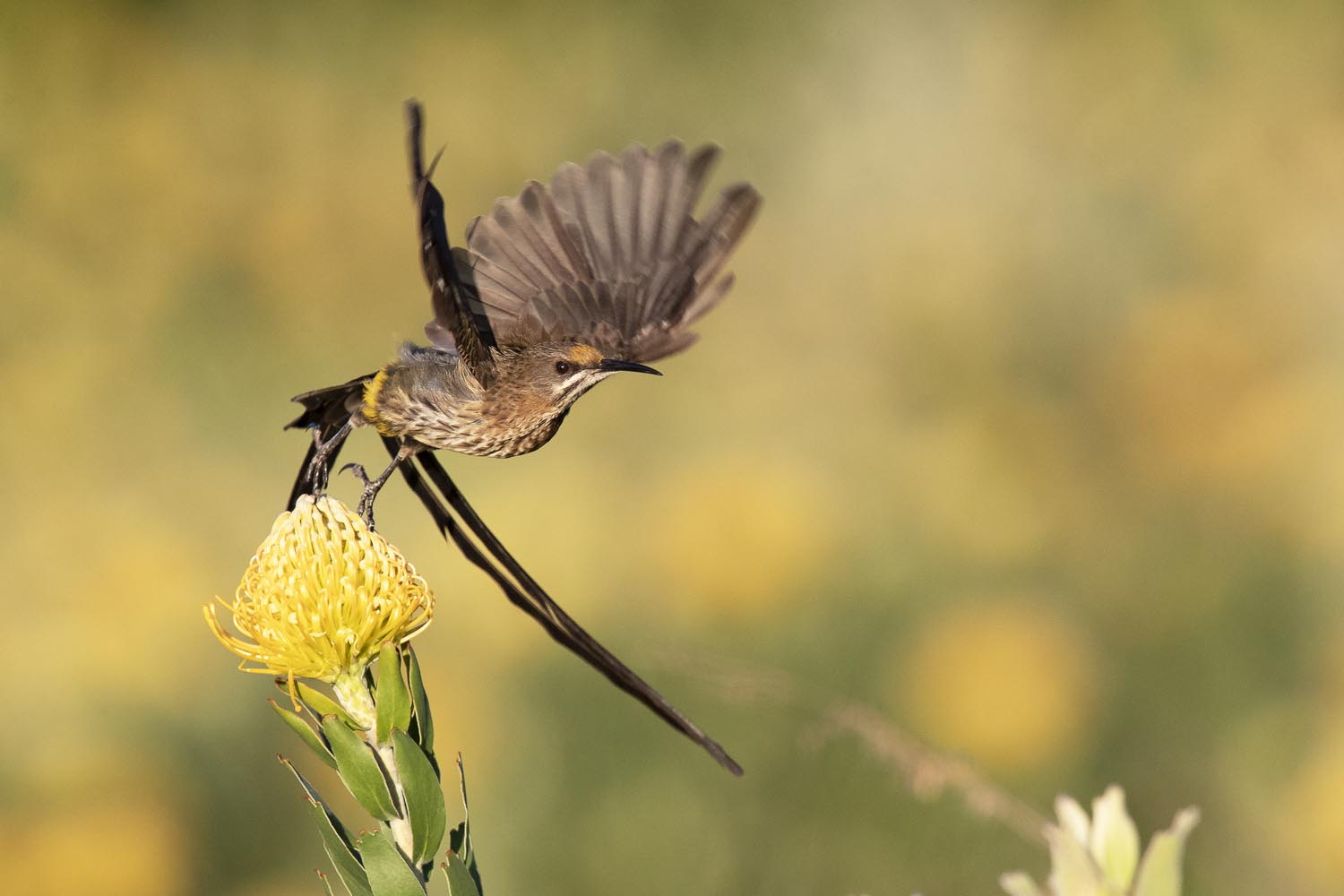 CERU-Celebrating Bird Diversity048