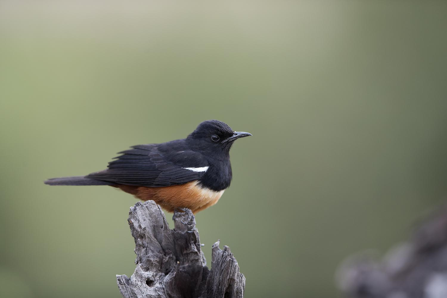 CERU-Celebrating Bird Diversity049