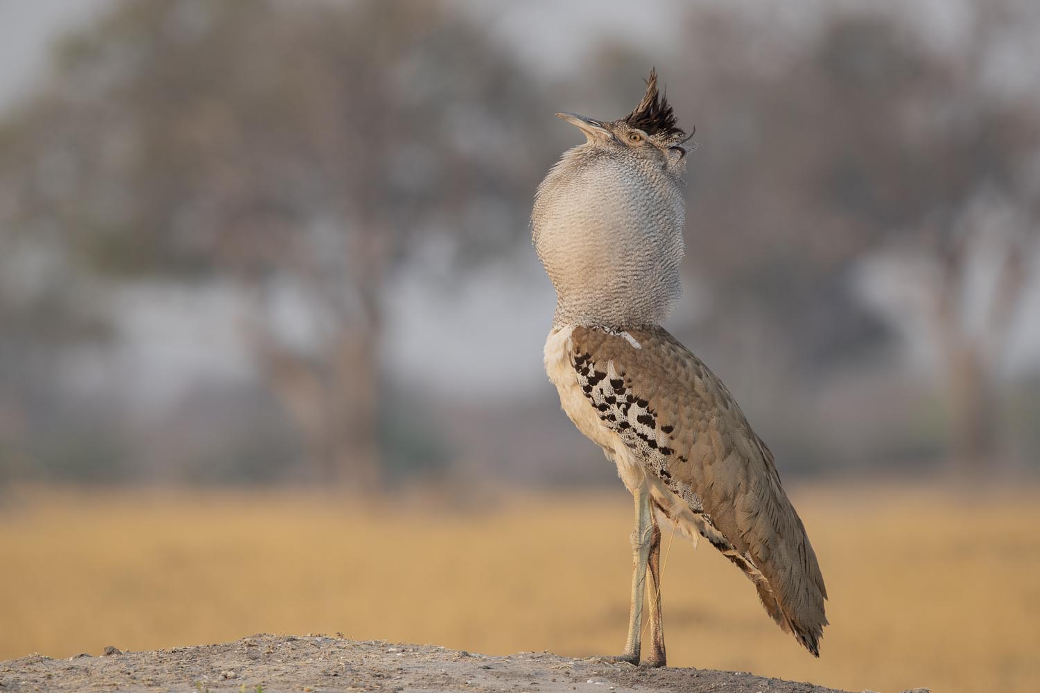CERU-Celebrating Bird Diversity050
