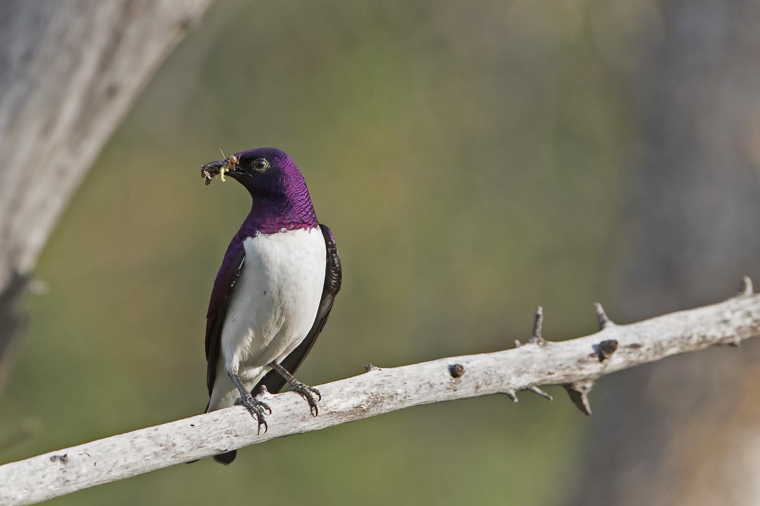 CERU-Celebrating Bird Diversity051